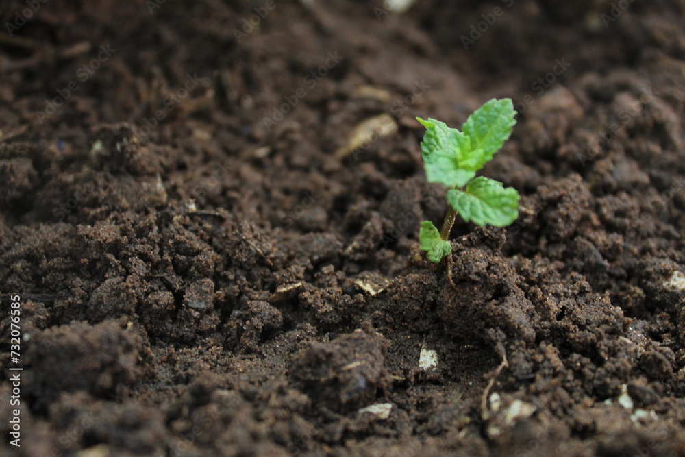 Earth with mint Earth with mint