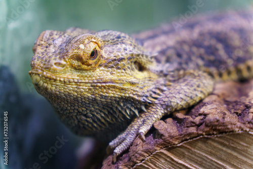 A chameleon at the zoo sits on a branch in an aviary. The life of animals in a cage for the entertainment of people. Care for rare species of animals.