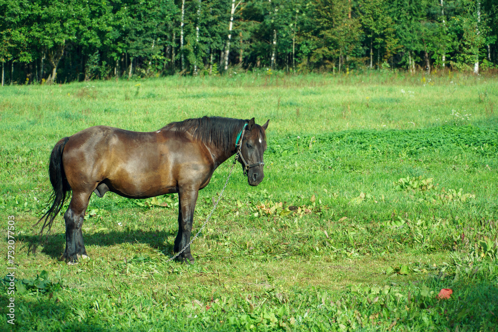 An adult horse is grazing in a green meadow. A horse on a chain in a field. An adult horse is grazing in a green meadow. A horse on a chain in a field.