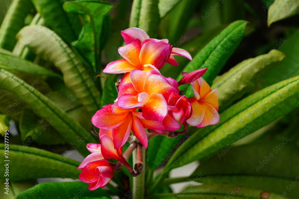 Fototapeta premium Fragrant blossoms of white and pink frangipani flowers, also called plumeria and melia