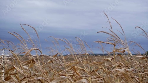 Dry crops leaning in stormy weather due to global warming and climate change, drought and greenhouse effect, cinematic slow motion video