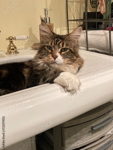 cat in the bathroom sink