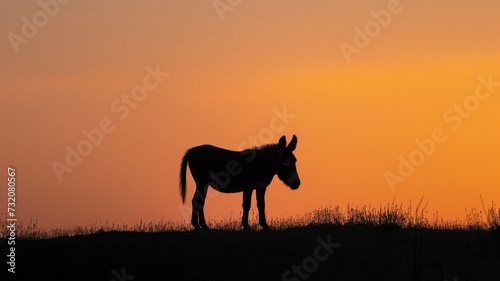 Silhouette of a lone donkey on a hilltop against a vibrant sunset sky. © Anna