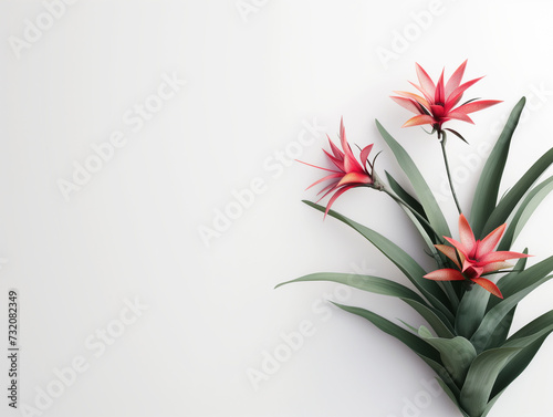 Fleurs sur fond blanc : vision minimaliste d'une bromelia (bromeliad)