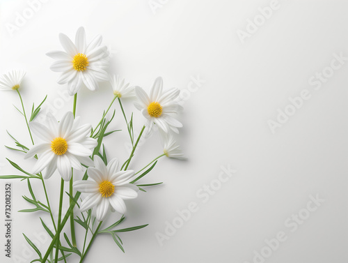 Fleurs sur fond blanc : vision minimaliste de marguerites ou pâquerettes photo