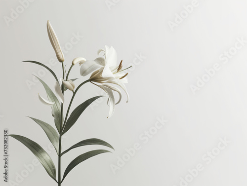 Fleurs sur fond blanc : vision minimaliste d'un lys photo