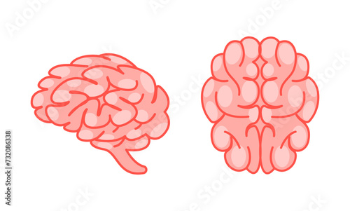 Human brain viewed from the side and top, in soft pink tones, representing the complexity of the human mind