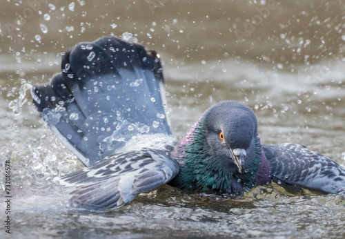 Colorful iridescent wild pigeon splashes and flaps in the water, while bathing in a Central Park pond in New York City.