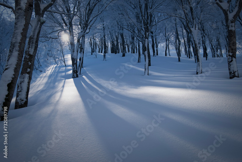 冬のブナ林と樹影