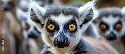 A cluster of lemurs, terrestrial animals, stands side by side, gazing towards the camera with their expressive eyes and distinct iris patterns. photo