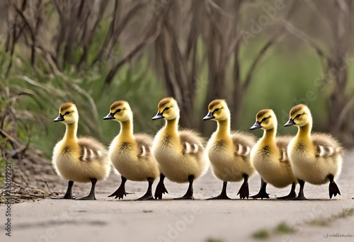 family of geese © Shahla