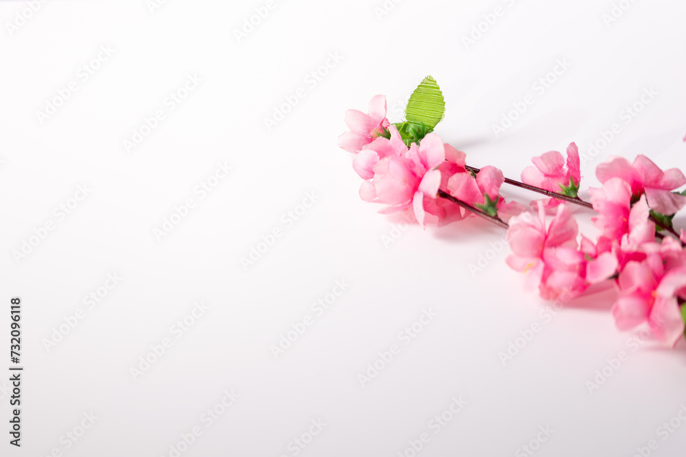 pink flowers on white