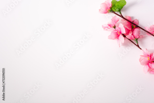 sakura on white background  isolated White background with pink cherry blossoms  sakura on the background  space for text 