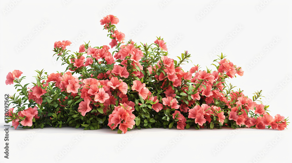 Bush of Pink Flowers on White Background Bush of Pink Flowers on White Background