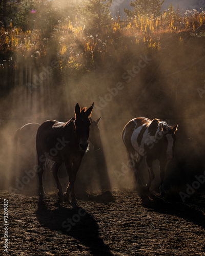 Backlit horses and mules in corral photo