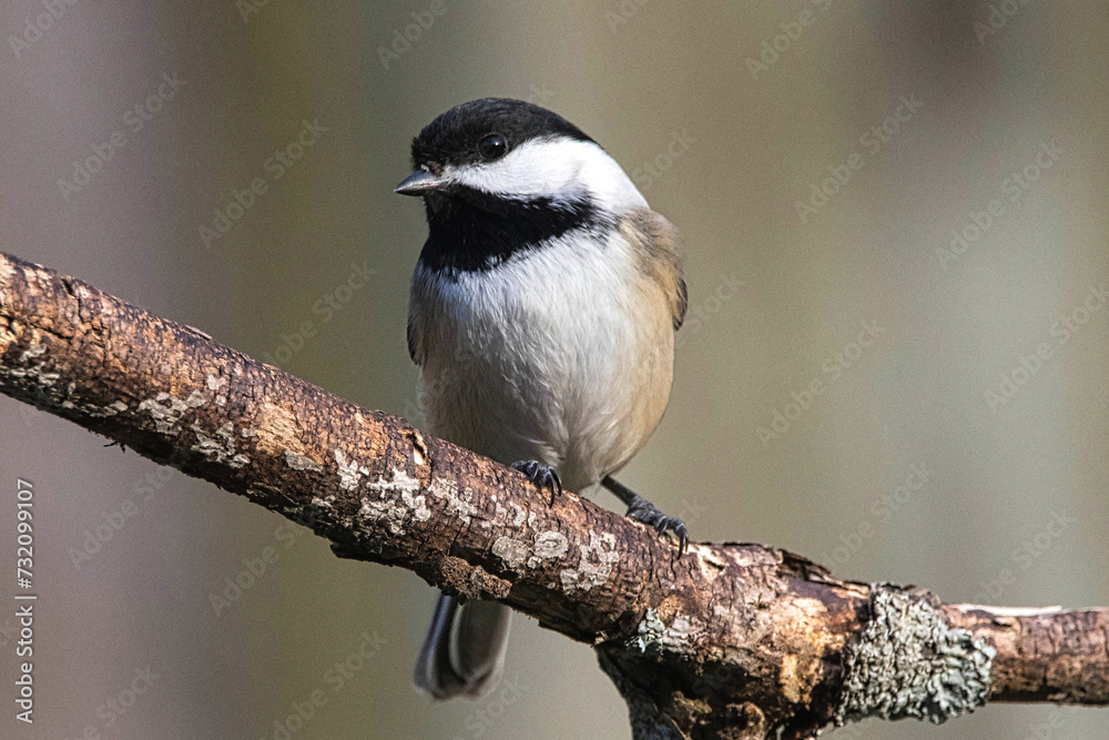 Fototapeta premium Black-Capped Chickadee closeup.