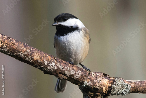 Black-Capped Chickadee closeup.