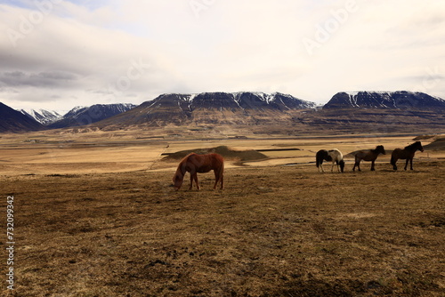 View on a horse in a valley in the Northeastern Region of Iceland © marieagns