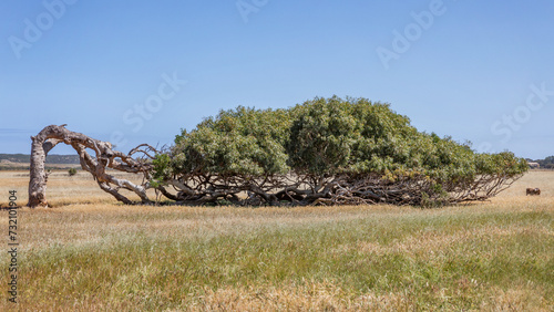 The Leaning Tree in a field - Greenough, Western Australia
- iconic River Gum (Eucalyptus camaldulensis) bent over by constant southerly winds, salt in the soil & the soft wood of River Gums