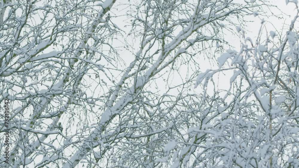 Fresh Big Snow On Branches. Snow-Covered Tree Branches. Beautiful Deciduous Forest Wintertime. Fresh Big Snow On Branches. Snow-Covered Tree Branches. Beautiful Deciduous Forest Wintertime.
