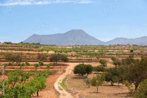 View of a country road among farmlands, almond trees, and olive trees in Spain