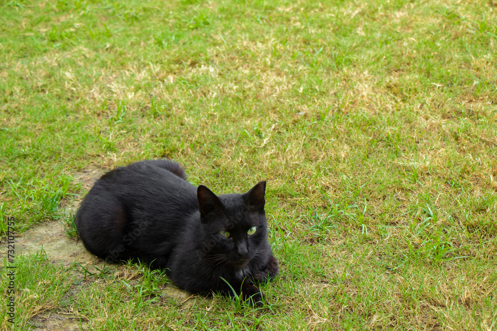 the beautiful black cat lies relaxed on the lawn in Antalya Turkey the beautiful black cat lies relaxed on the lawn in Antalya Turkey