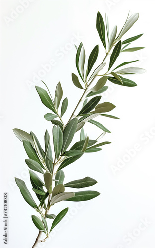 A vibrant olive branch with fresh green leaves  isolated against a white background  showcasing natural beauty and simplicity