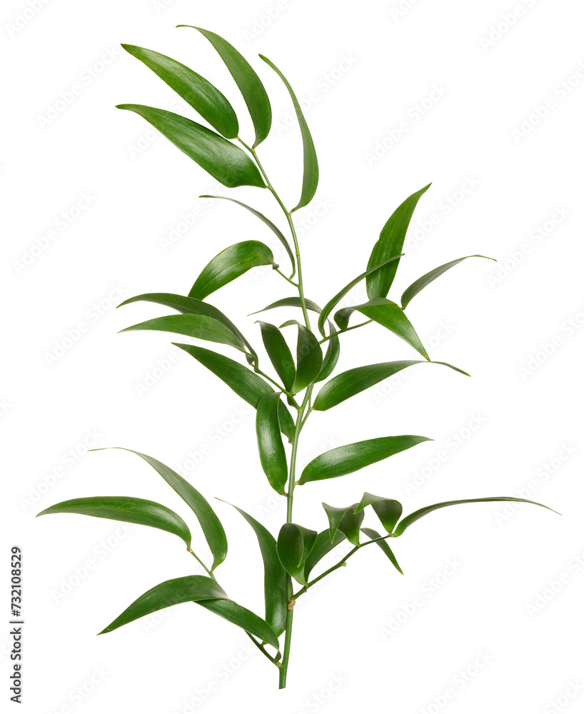 Green leaf of bridal creeper plant on isolated background