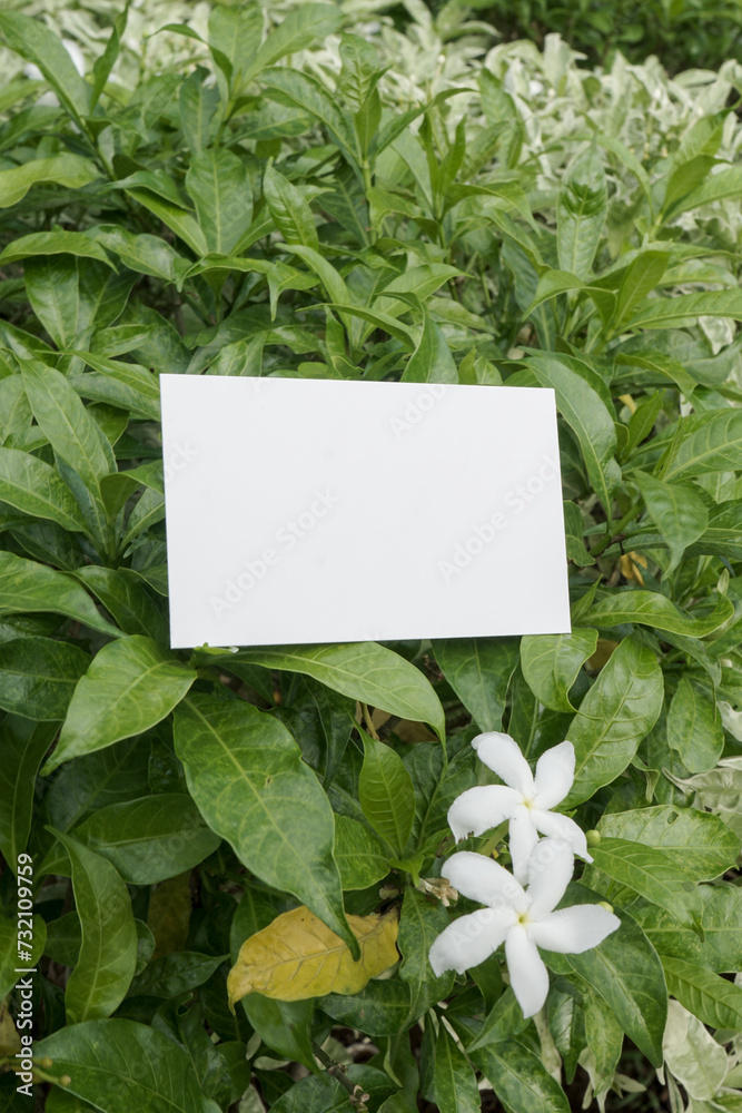 Blank business card template for design above the leaves, mockup poster nature minimalist calm potrait yellow green 9 Blank business card template for design above the leaves, mockup poster nature minimalist calm potrait yellow green 9