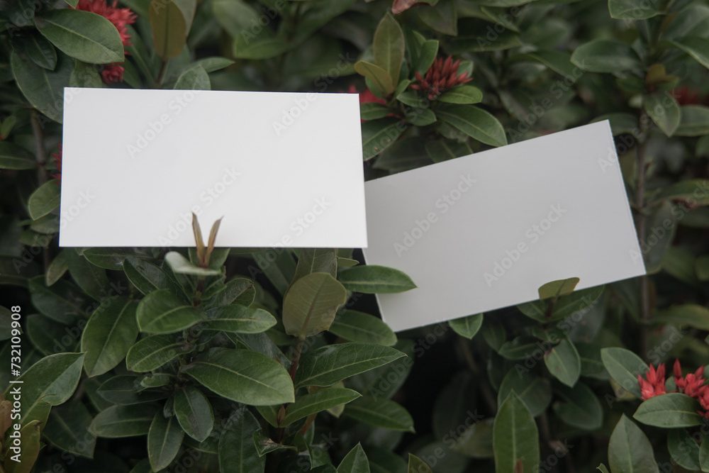 Blank front back business card template for design above the leaves, mockup poster nature minimalist potrait red flower 6 Blank front back business card template for design above the leaves, mockup poster nature minimalist potrait red flower 6