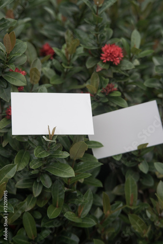 Blank front back business card template for design above the leaves, mockup poster nature minimalist potrait red flower 7 (ID: 732109915)