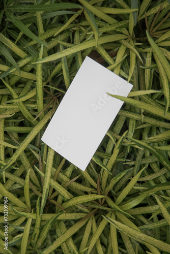 Blank front back business card template for design above the leaves,mockup poster nature minimalist potrait green yellow leaf 3 (ID: 732109964)