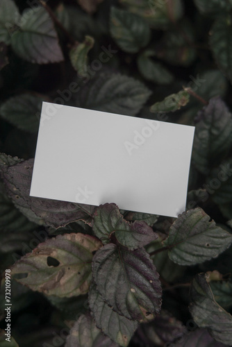 Blank front back business card template for design above the leaves,mockup poster nature minimalist potrait green purple leaf (ID: 732109978)