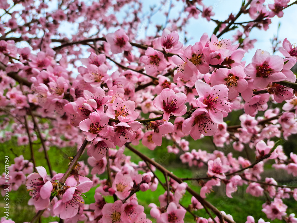 Closeup photo of pink color flowers on a fruit tree branches Closeup photo of pink color flowers on a fruit tree branches