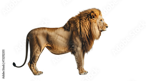 male lion standing, isolated on white, side view