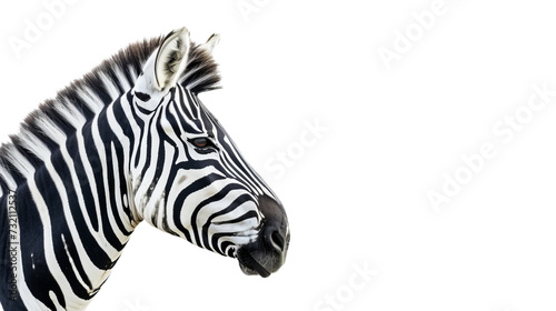 zebra's head isolated on white