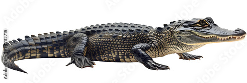 crocodile cutout isolated on white background on transparent png background 