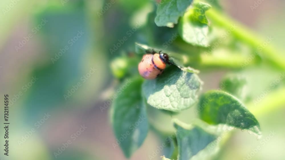 A ladybug is sitting on a green leaf on a plant A ladybug is sitting on a green leaf on a plant