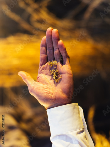 A hand holding native grass seed at sunrise at a hunting plantation in southern North Carolina photo
