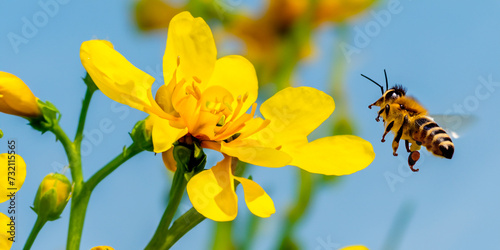 bee on yellow flower © Gebarret0