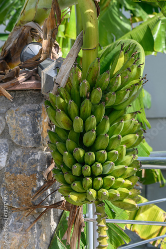green bananas on a tree in Northern Cyprus in winter 2