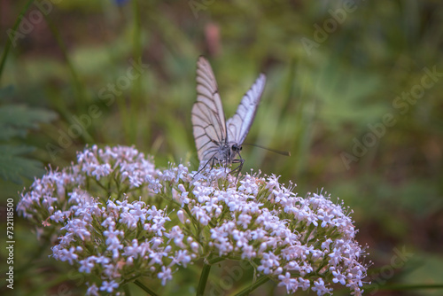 Photography White aporia crataegi butterfly sitting on green plant in nature against blurred background