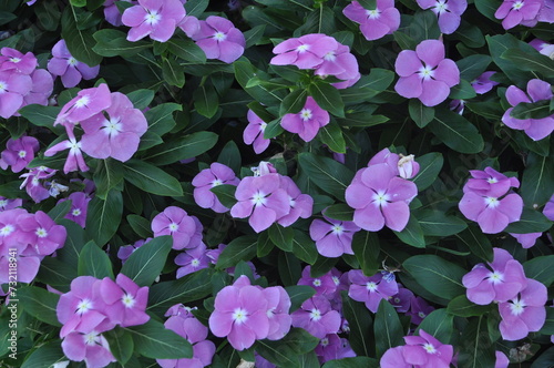 flores de estação desabrochadas em canteiros no jardim  photo