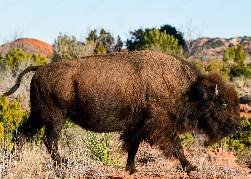 Bison at Caprock Canyons State Park, Texas Bison at Caprock Canyons State Park, Texas