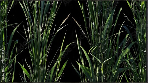 Tall green grass on plain black background from Generative AI
