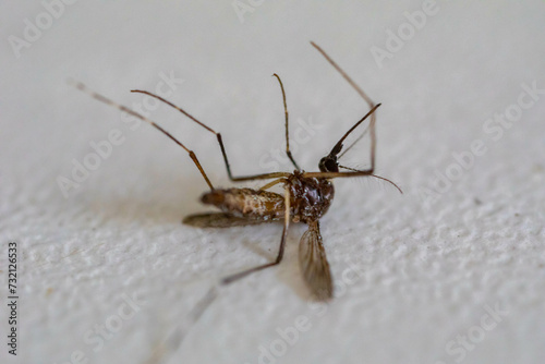 dead mosquito, aedes aegypti transmitter of dengue fever, isolated on white background