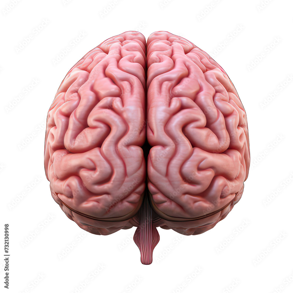 Human brain isolated on white created with Generative AI Human brain isolated on white created with Generative AI