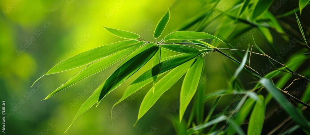 Fototapeta premium A close-up of a flowering bamboo plant, a terrestrial plant from the hemp family, with green leaves, adds beauty to the landscape.