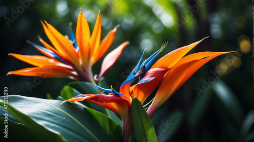 Birds of Paradise Tropical flower