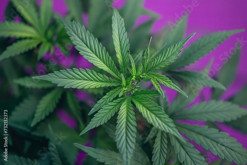 Green cannabis leaves isolated on light purple background